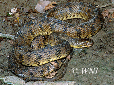 Diamondback Watersnake (Nerodia rhombifer)